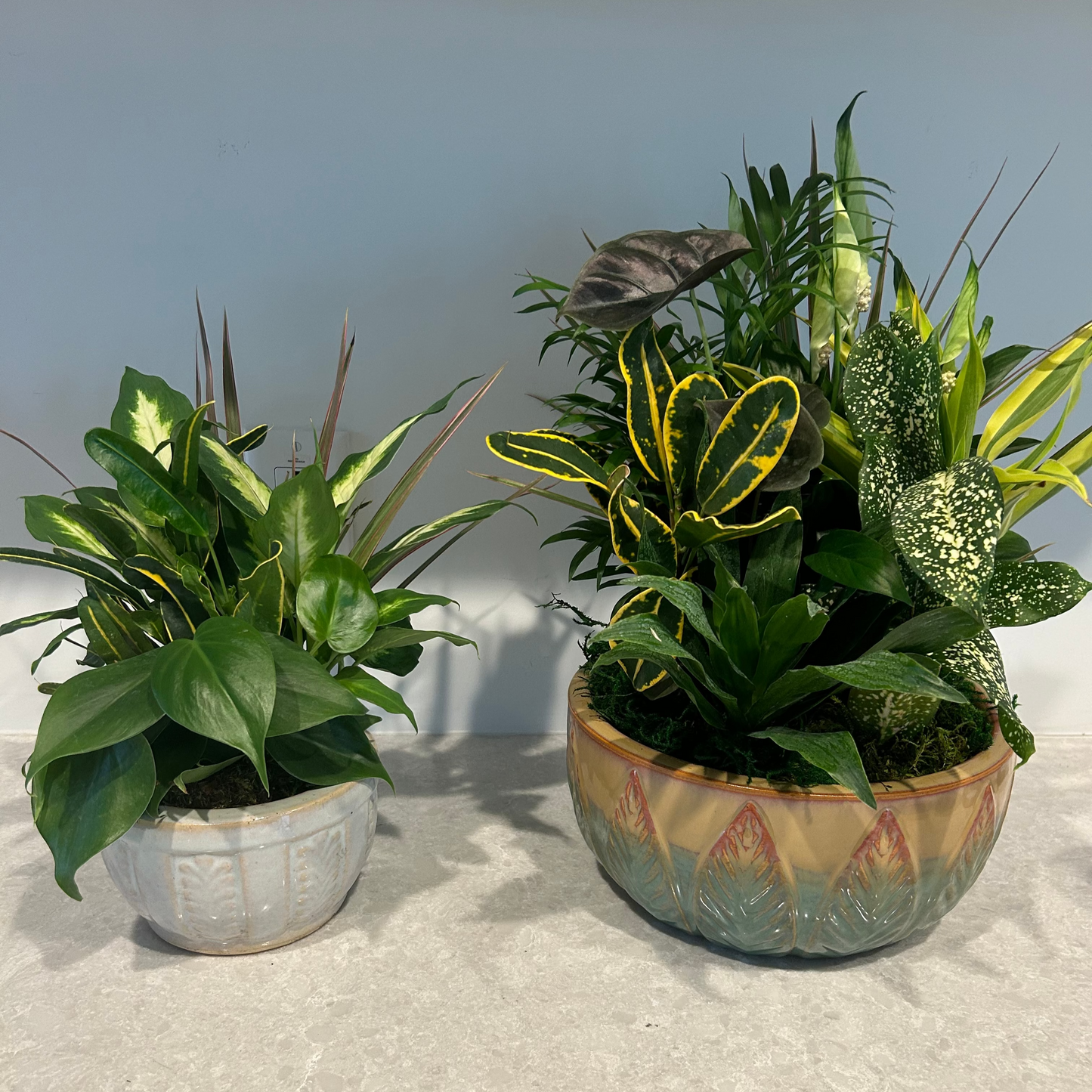 Dish Garden