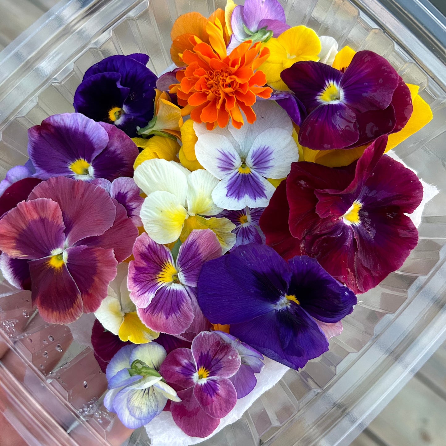 Violas & Pansies - Edible Flowers