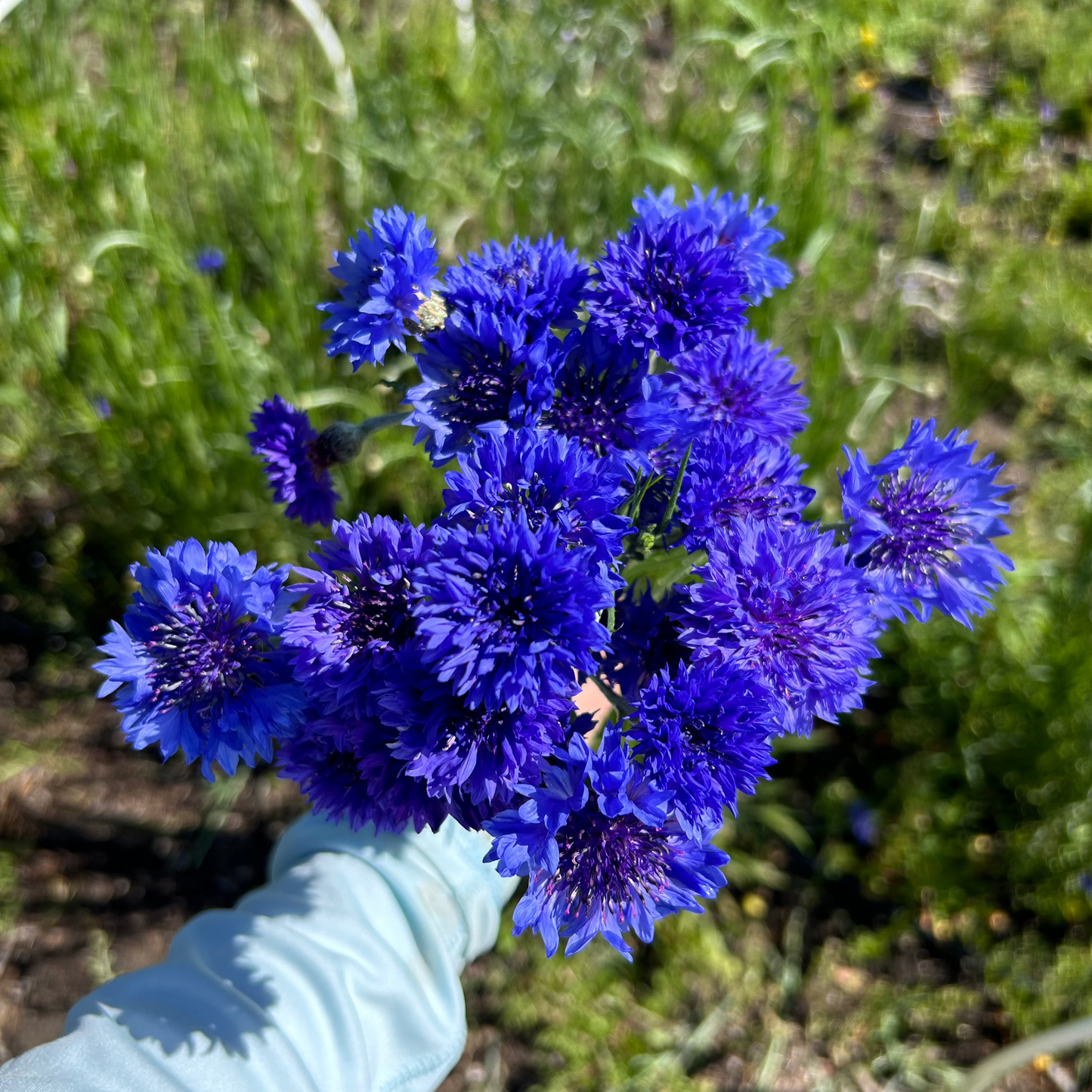 Bachelor Buttons - Edible Flowers