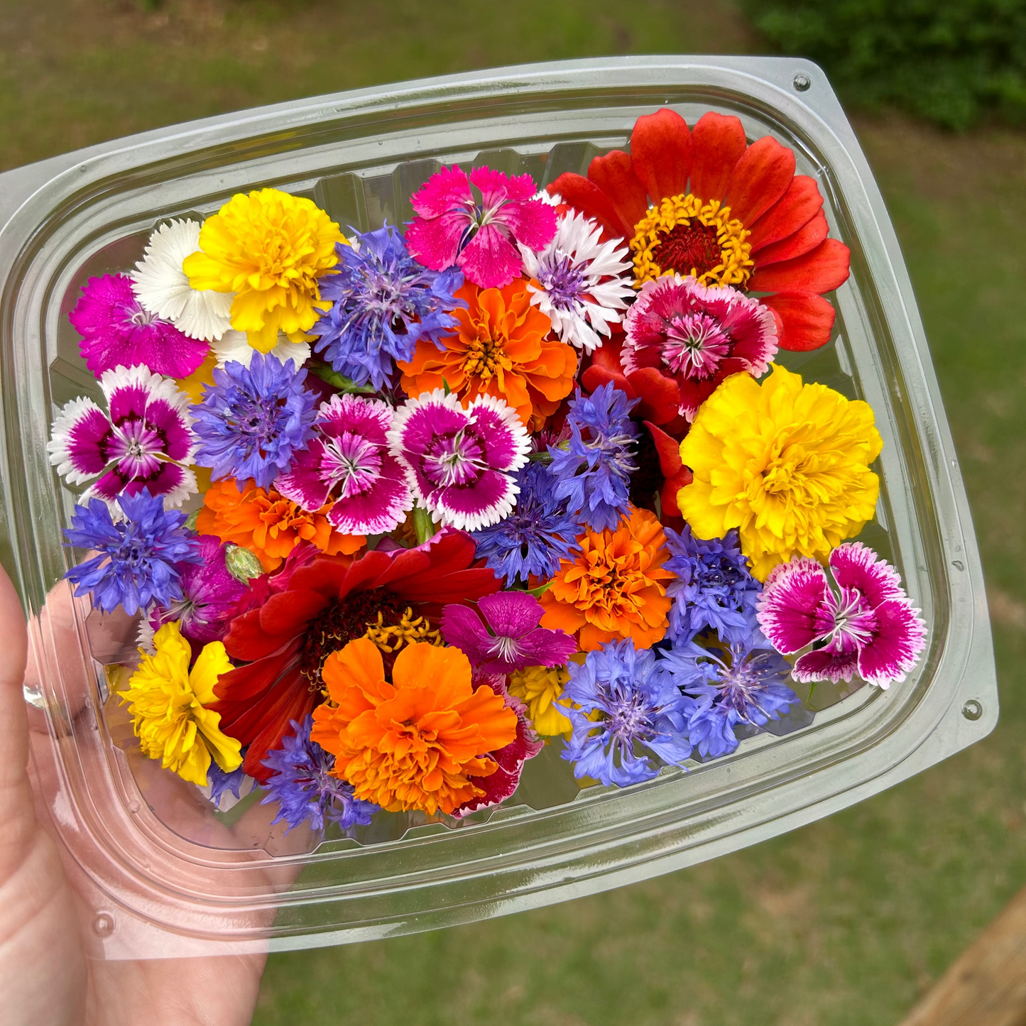 Edible Flowers - Mixed Pack