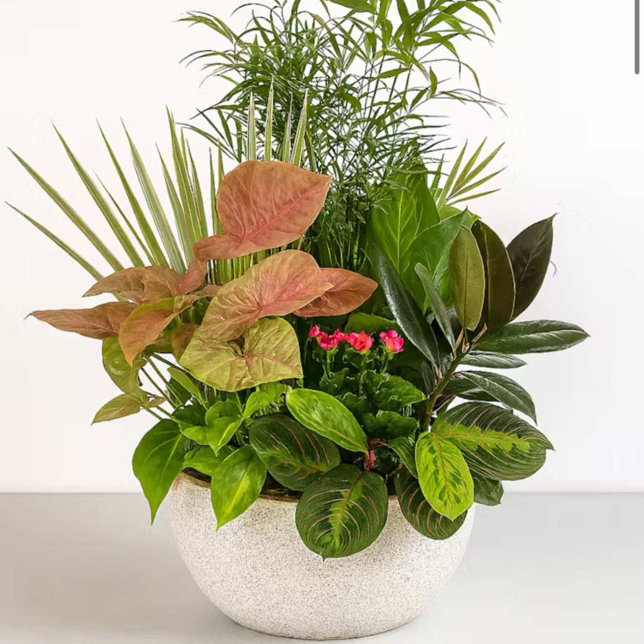 Dish Garden