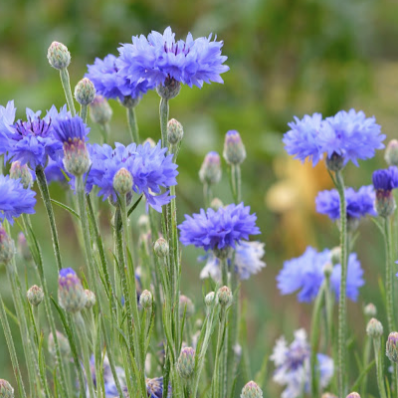Bachelor Buttons - Edible Flowers