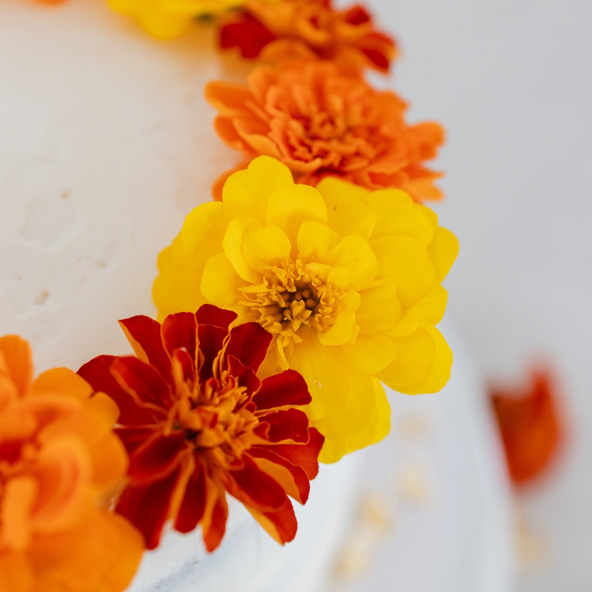 are marigold seeds edible Marigolds