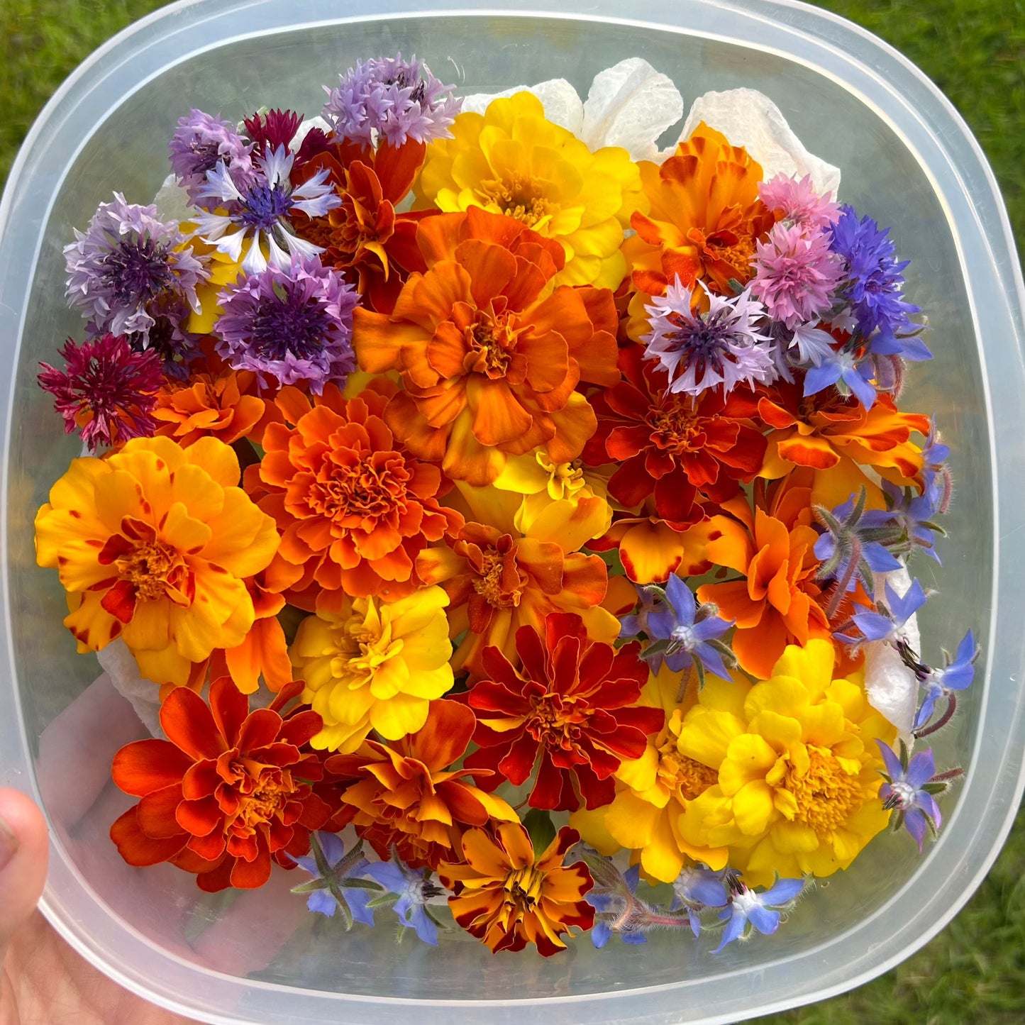 Edible Flowers - Mixed Pack