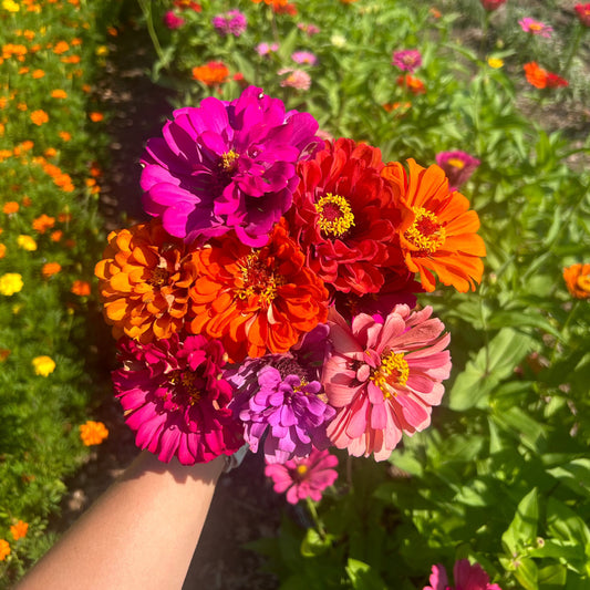 Zinnias