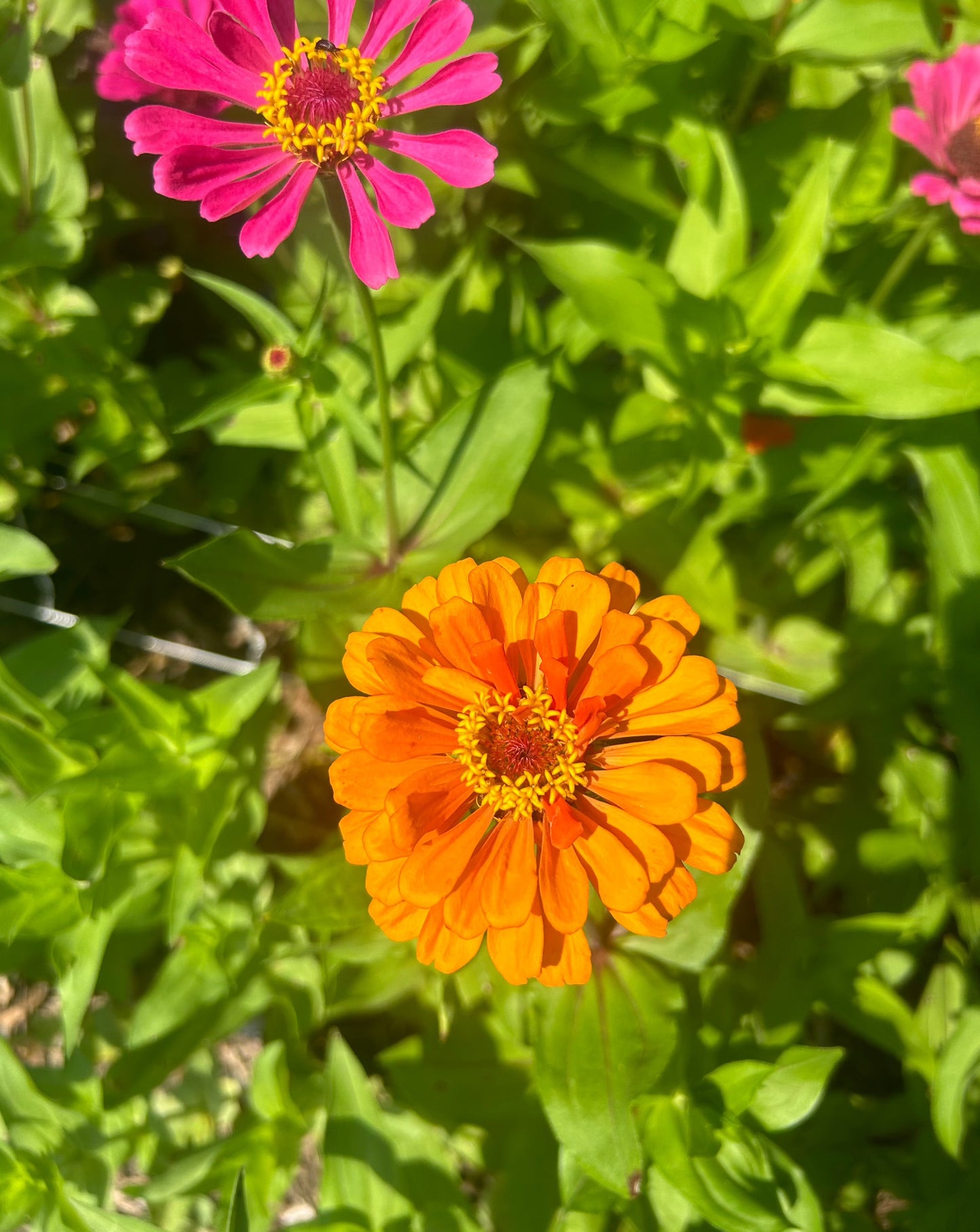 Zinnias