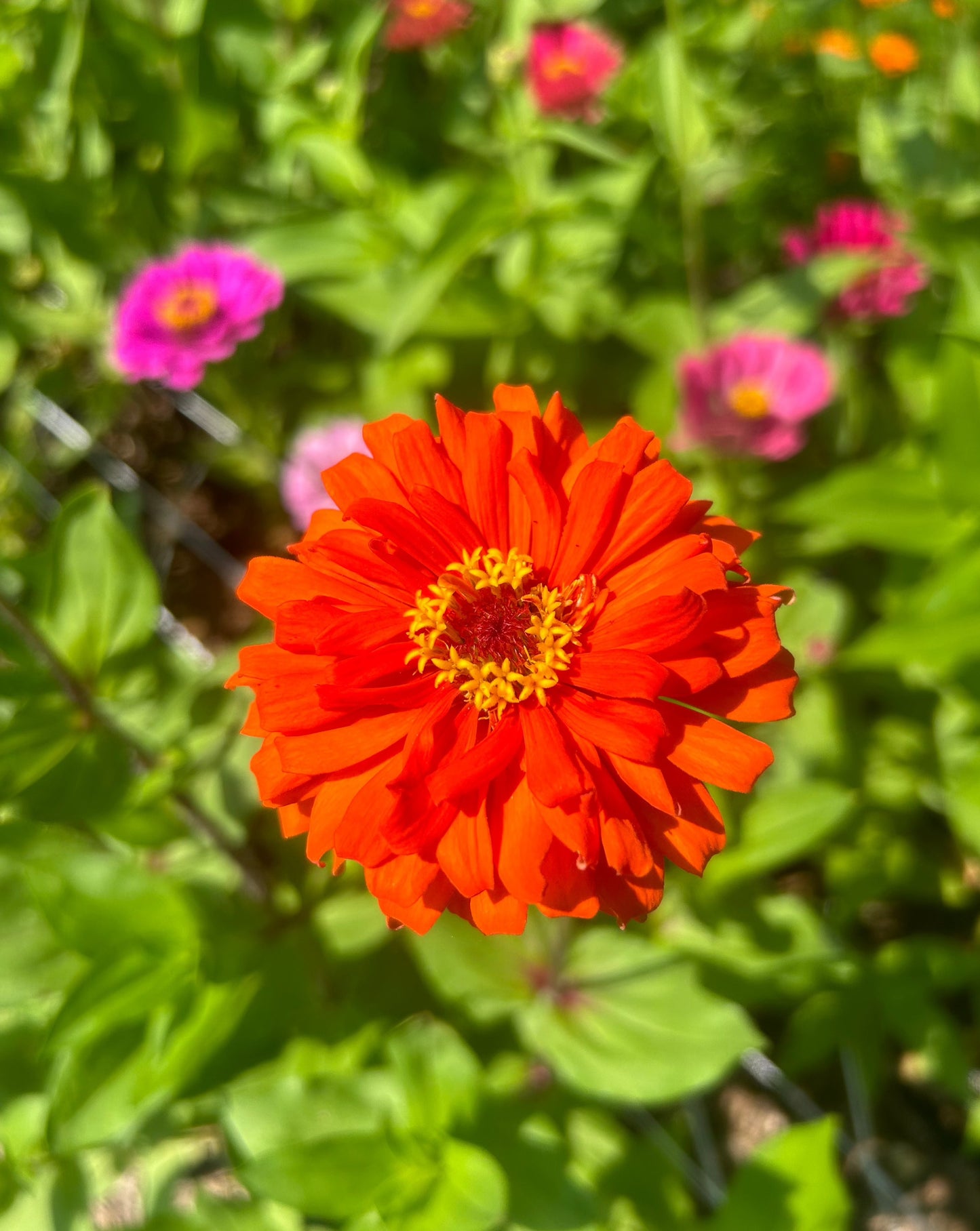 Zinnias