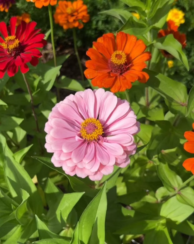 Zinnias