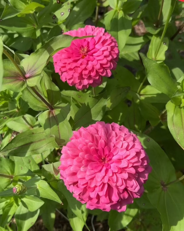 Zinnias