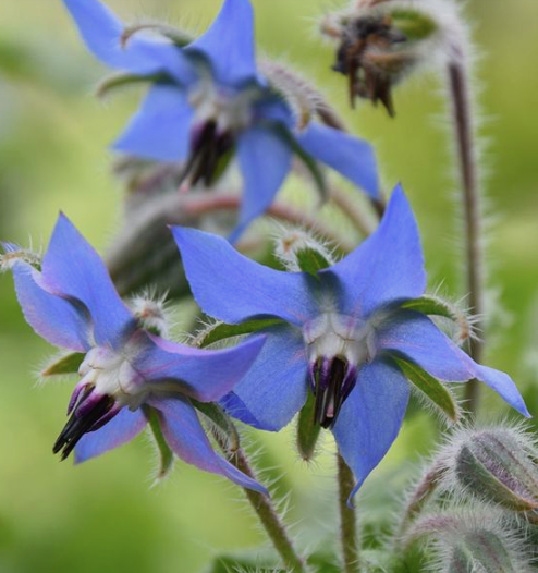 Borage